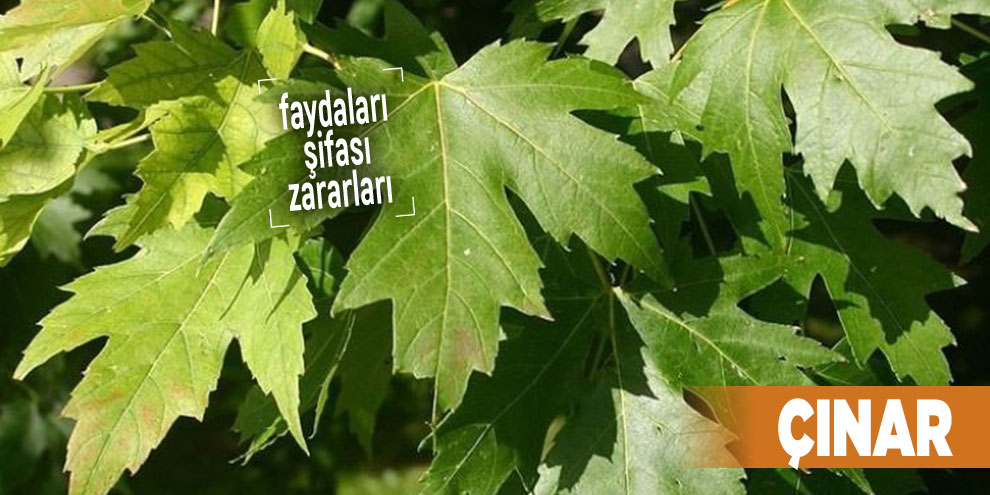 Şifalı bitkilerden Çınar, Çınar nedir