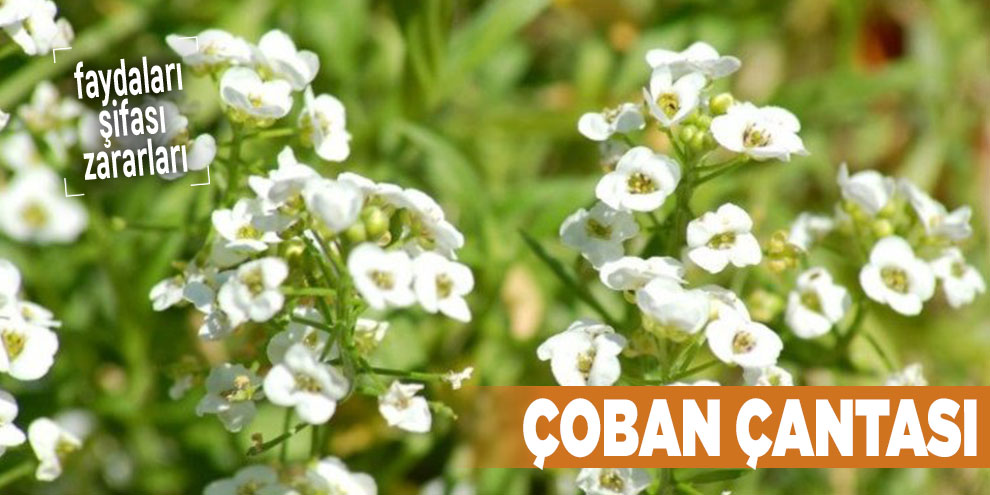 Şifalı bitkilerden Çoban çantası, Çoban çantası nedir