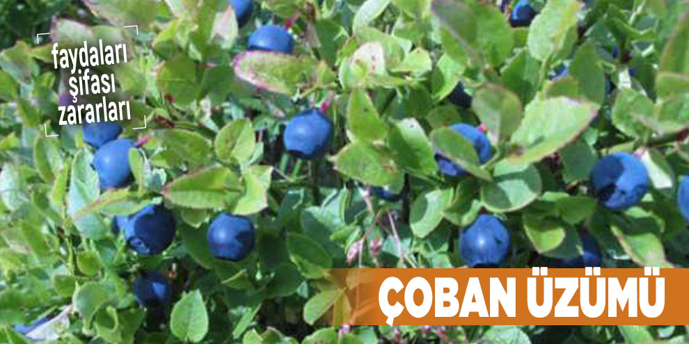 Şifalı bitkilerden Çoban üzümü, Çoban üzümü nedir
