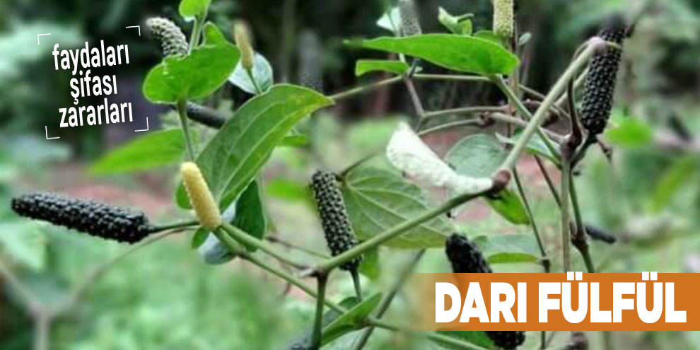 Şifalı bitkilerden Darı Fülfül, Darı Fülfül nedir