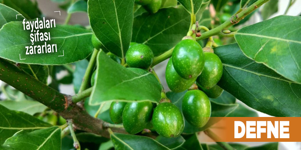 Şifalı bitkilerden Defne, Defne nedir