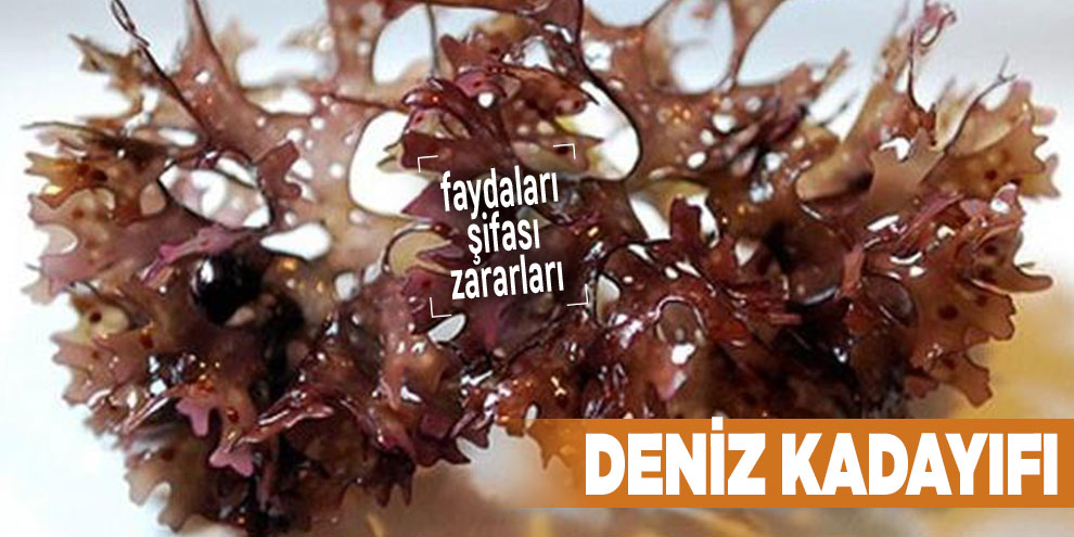 Şifalı bitkilerden Deniz kadayıfı, Deniz kadayıfı nedir