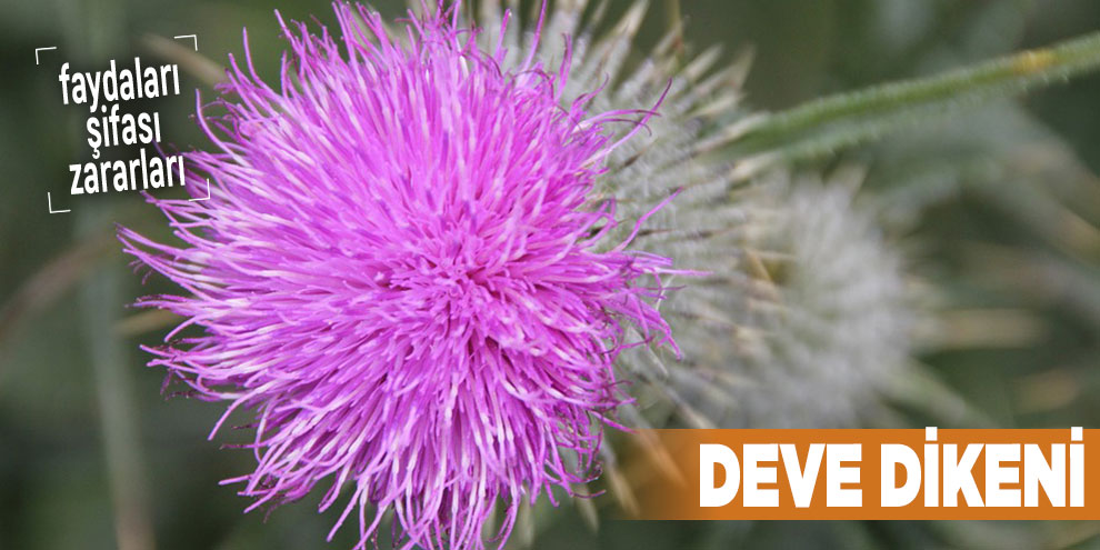 Şifalı bitkilerden Deve dikeni, Deve dikeni nedir