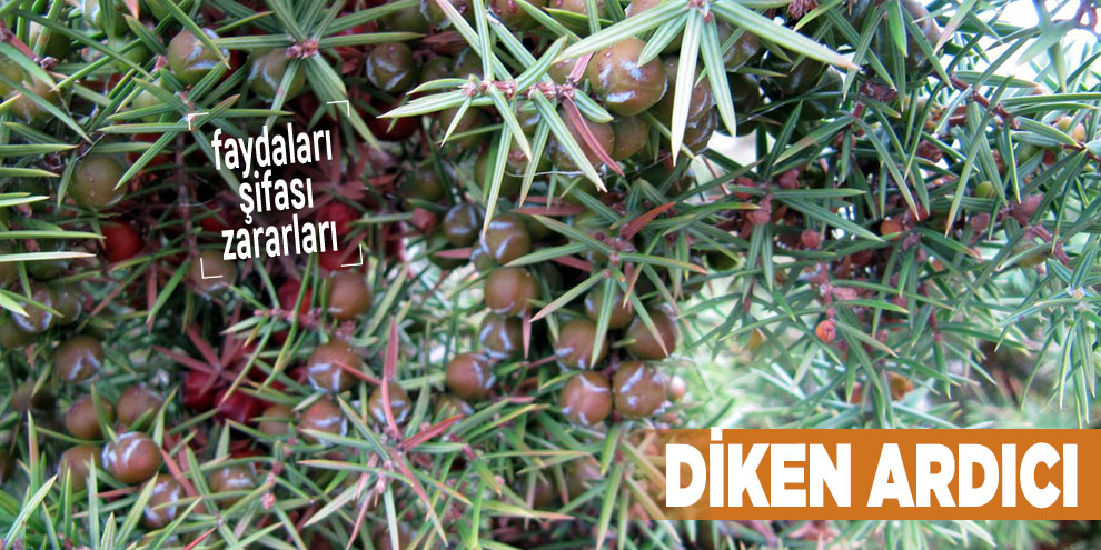 Şifalı bitkilerden Diken ardıcı, Diken ardıcı nedir