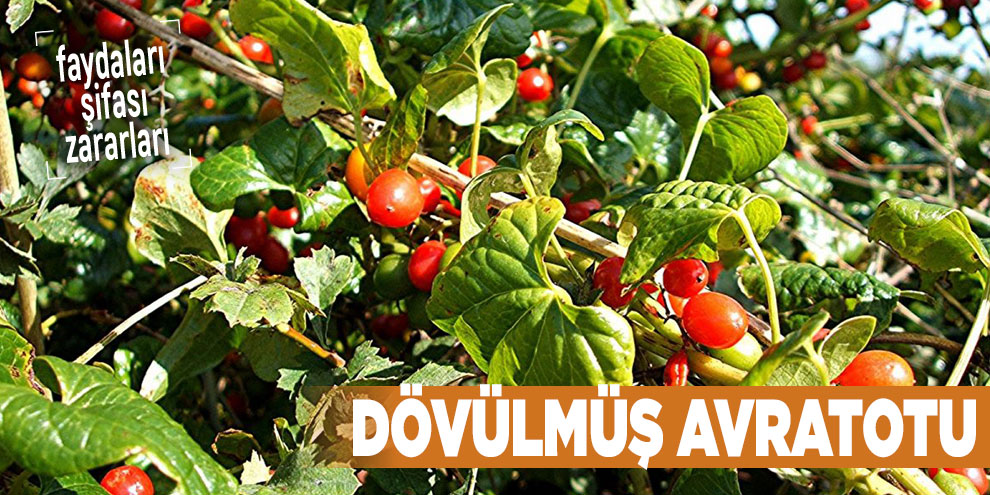 Şifalı bitkilerden Dövülmüş avratotu, Dövülmüş avratotu nedir