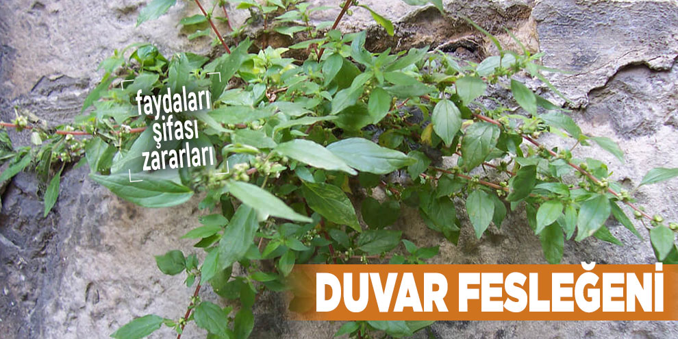 Şifalı bitkilerden Duvar fesleğeni, Duvar fesleğeni nedir