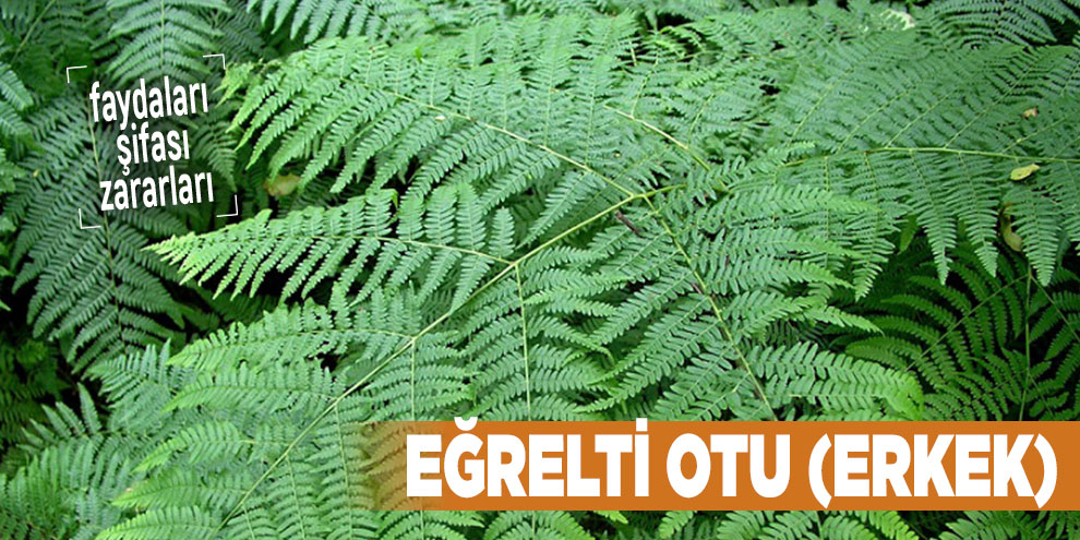 Şifalı bitkilerden Eğrelti otu (erkek), Eğrelti otu (erkek) nedir