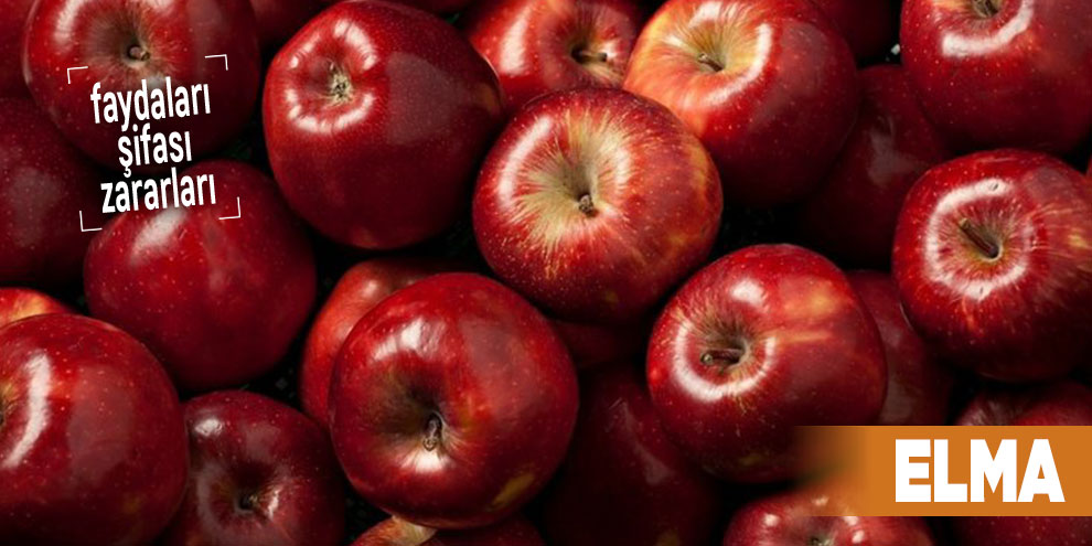 Şifalı bitkilerden Elma, Elma nedir
