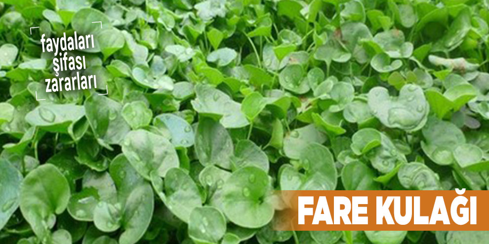 Şifalı bitkilerden Fare kulağı, Fare kulağı nedir