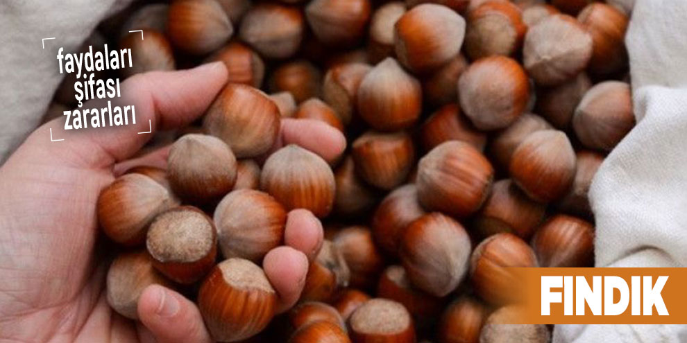 Şifalı bitkilerden Fındık, Fındık nedir