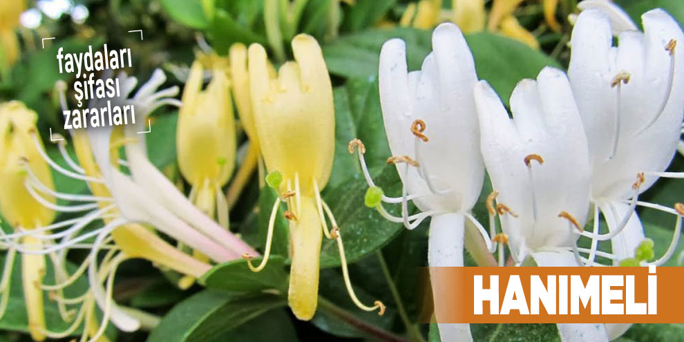 Şifalı bitkilerden Hanımeli, Hanımeli nedir