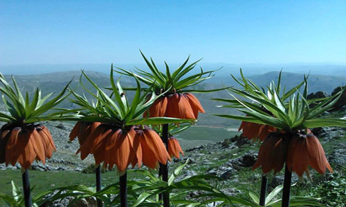 ELBİSTAN’IN ‘AĞLAYAN GELİNLERİ’ KEŞFEDİLDİ