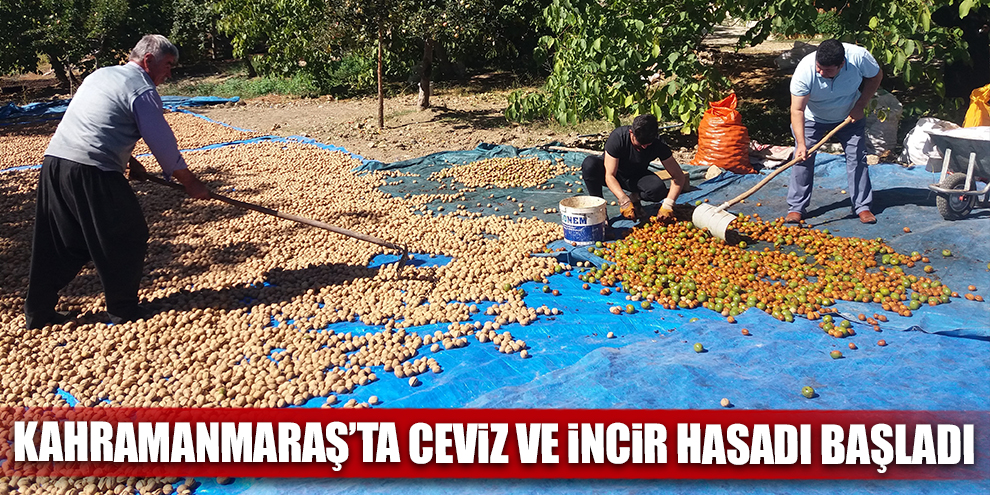 Kahramanmaraş’ta ceviz ve incir hasadı başladı
