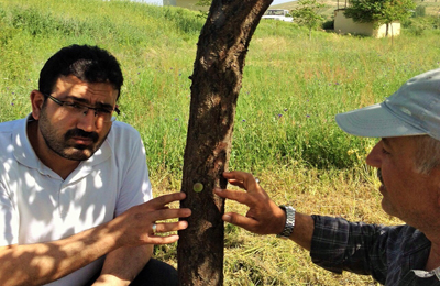 MEYVESİ DALINDA DEĞİL GÖVDESİNDE