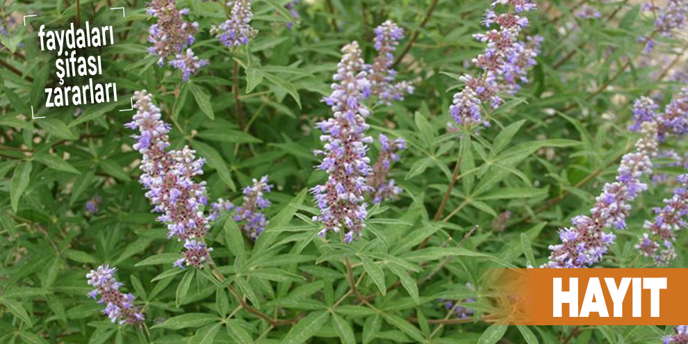Şifalı bitkilerden Hayıt, Hayıt nedir?