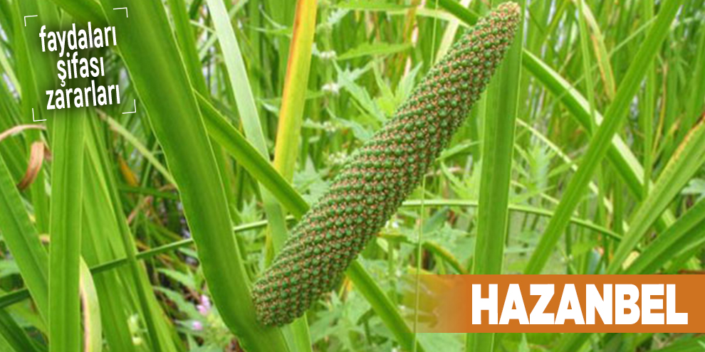 Şifalı bitkilerden Hazanbel, Hazanbel nedir?