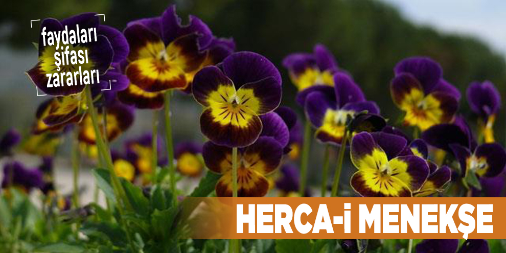 Şifalı bitkilerden Herca-i Menekşe, Herca-i Menekşe nedir?