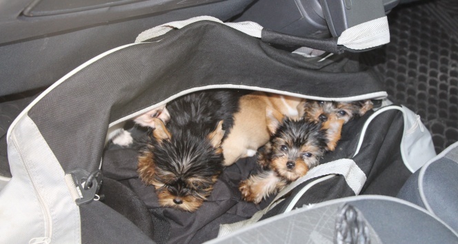 Kapıkule'de yolcunun çantasından 11 köpek yavrusu çıktı