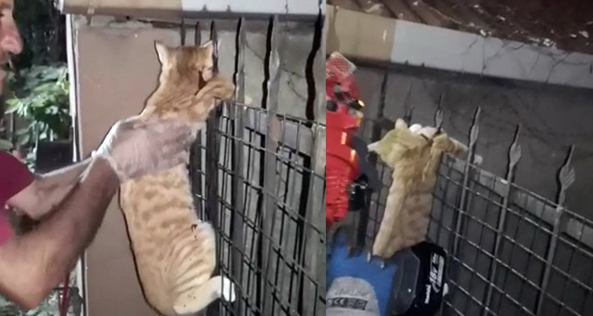 Evin balkonundan düşüp demir korkuluklara saplanan kedinin inanılmaz kurtuluşu