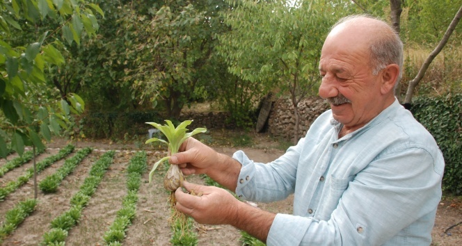 Çiçeği ayrı soğanı ayrı para ediyor