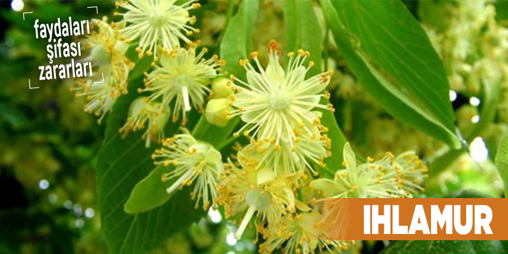 Şifalı bitkilerden Ihlamur, Ihlamur nedir?