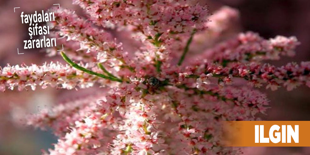 Şifalı bitkilerden Ilgın, Ilgın nedir?