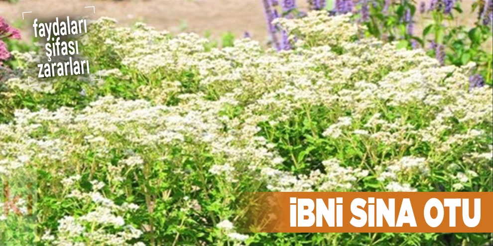 Şifalı bitkilerden İbni Sina Otu, İbni Sina Otu nedir?