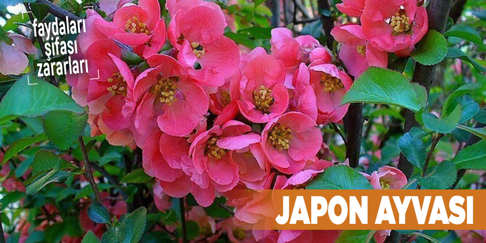 Şifalı bitkilerden Japon Ayvası, Japon Ayvası nedir?