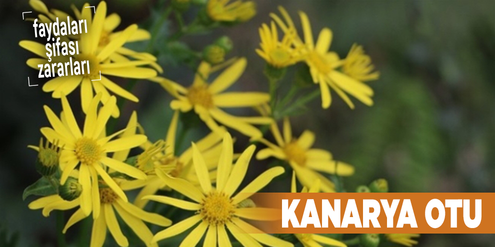 Şifalı bitkilerden Kanarya Otu, Kanarya Otu nedir?