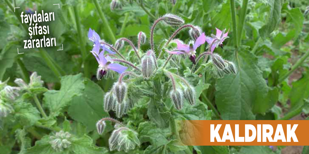 Şifalı bitkilerden Kaldırak, Kaldırak nedir?