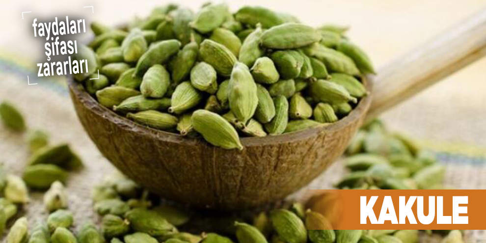 Şifalı bitkilerden Kakule, Kakule nedir?