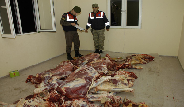 KAÇAK KESİMHANEYİ JANDARMA ORTAYA ÇIKARDI