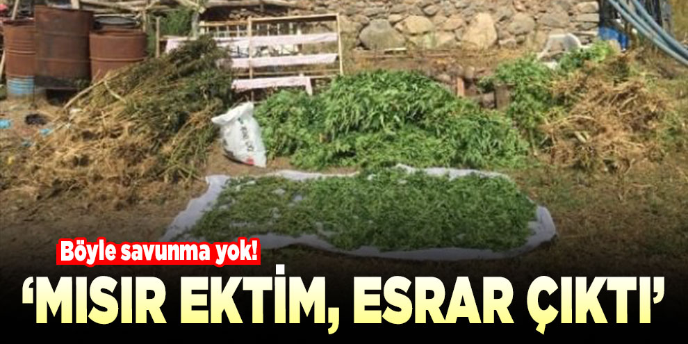 Böyle savunma yok! Mısır ektim, esrar çıktı