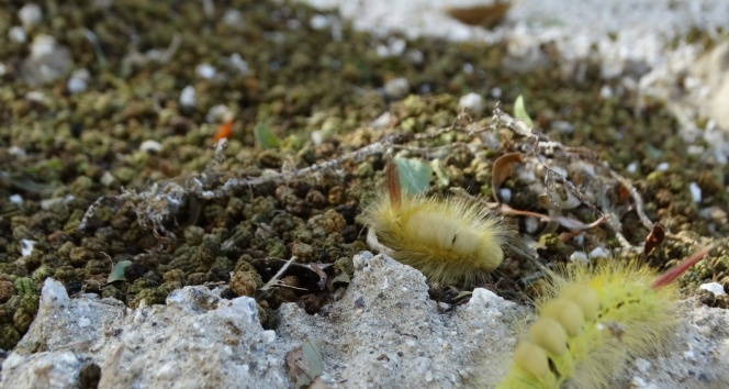 Tehlike büyüyor vatandaş tedirgin
