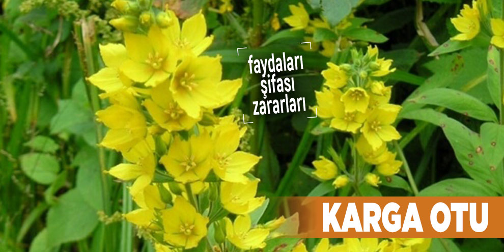 Şifalı bitkilerden Karga Otu, Karga Otu nedir?