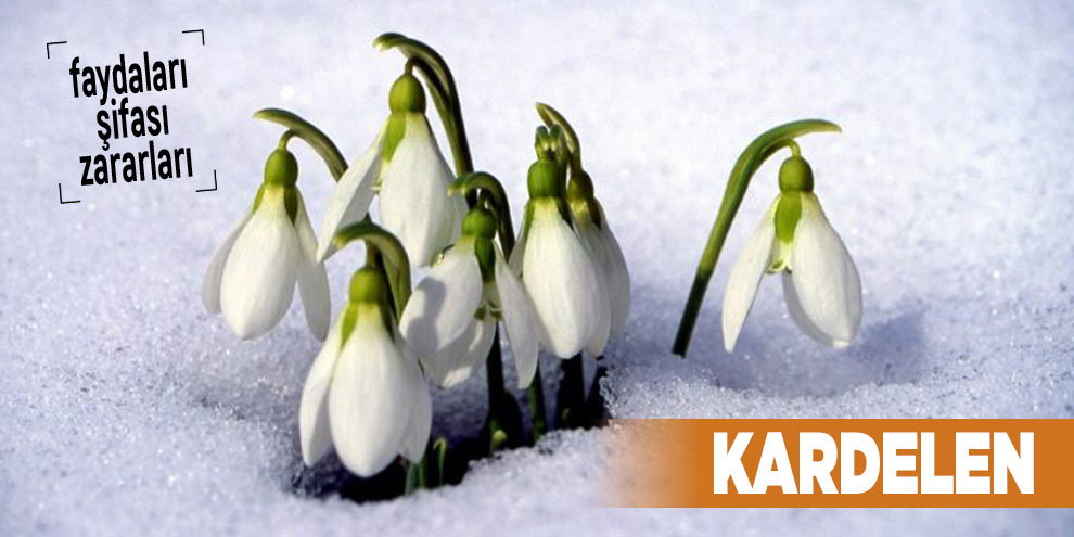 Şifalı bitkilerden Kardelen, Kardelen nedir?