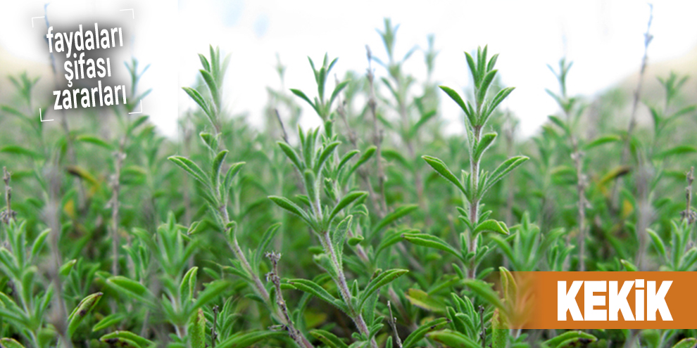 Şifalı bitkilerden Kekik, Kekik nedir?