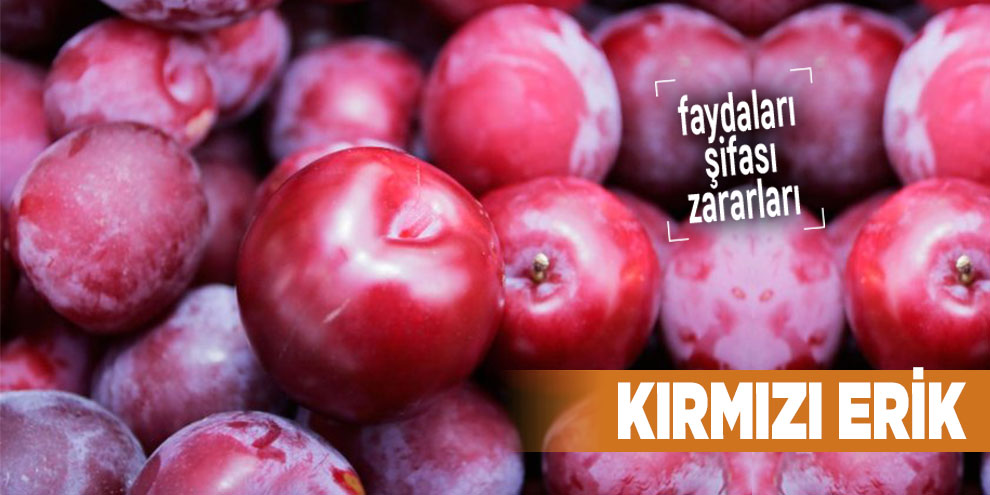 Şifalı bitkilerden Kırmızı Erik, Kırmızı Erik nedir?
