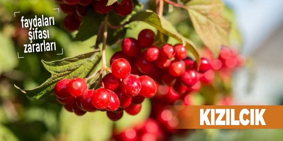 Şifalı bitkilerden Kızılcık, Kızılcık nedir?