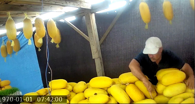 Komşusuna zarar vermek için kavunlarını bıçakladı