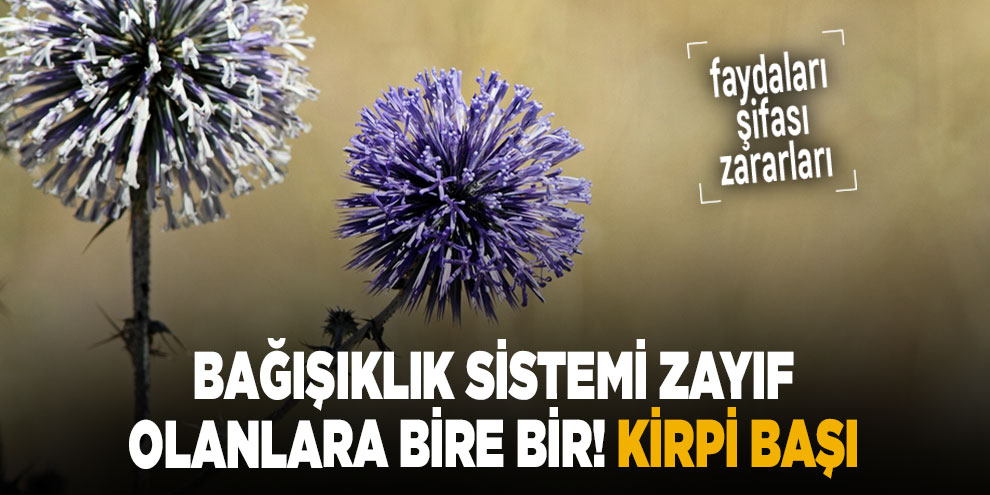 Bağışıklık sistemi zayıf olanlara bire bir! Kirpi Başı