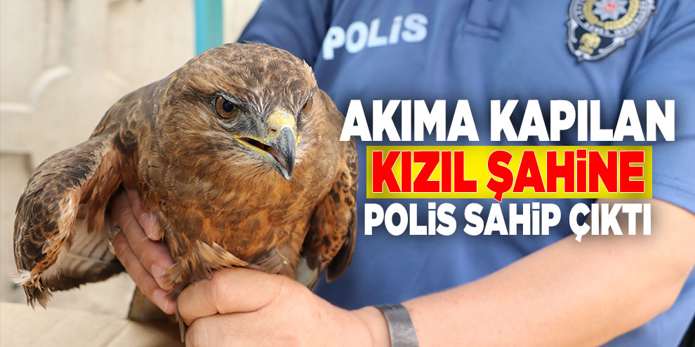 Akıma kapılan kızıl şahine polis sahip çıktı