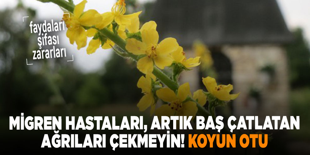 Migren hastaları, artık baş çatlatan ağrıları çekmeyin! Koyun Otu