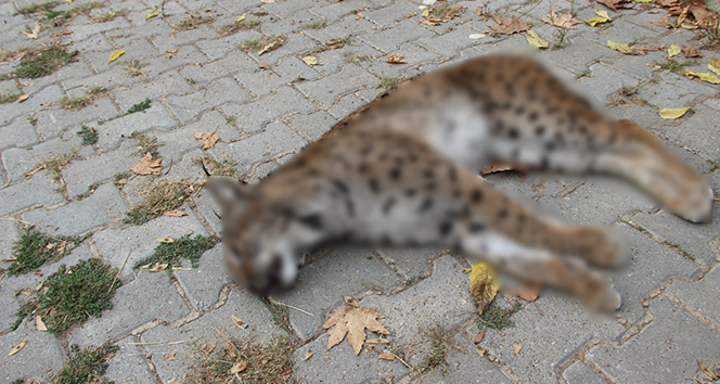 Nesli tükenme tehlikesinde olan vaşak ölü bulundu