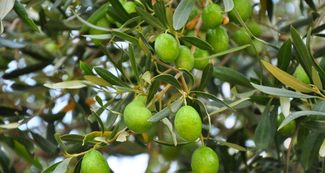 Vatandaşa sahte zeytinyağı uyarısı