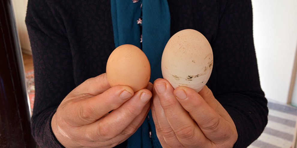 Dev yumurta şaşırtıyor