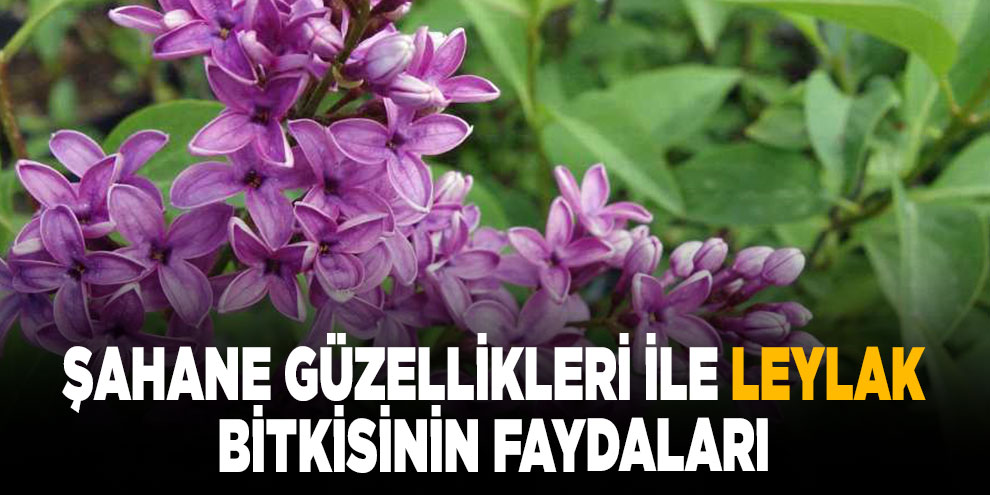 Şahane güzellikleri ile leylak bitkisinin faydaları