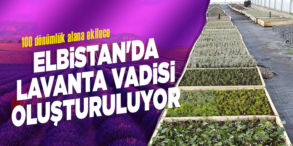 Elbistan'da lavanta vadisi oluşturuluyor