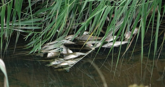 Balık üreyen deredeki tüm balıkları öldürdüler