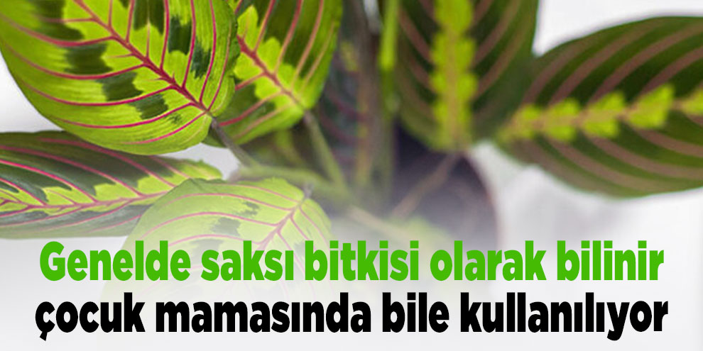 Genelde saksı bitkisi olarak bilinir, çocuk mamasında bile kullanılıyor